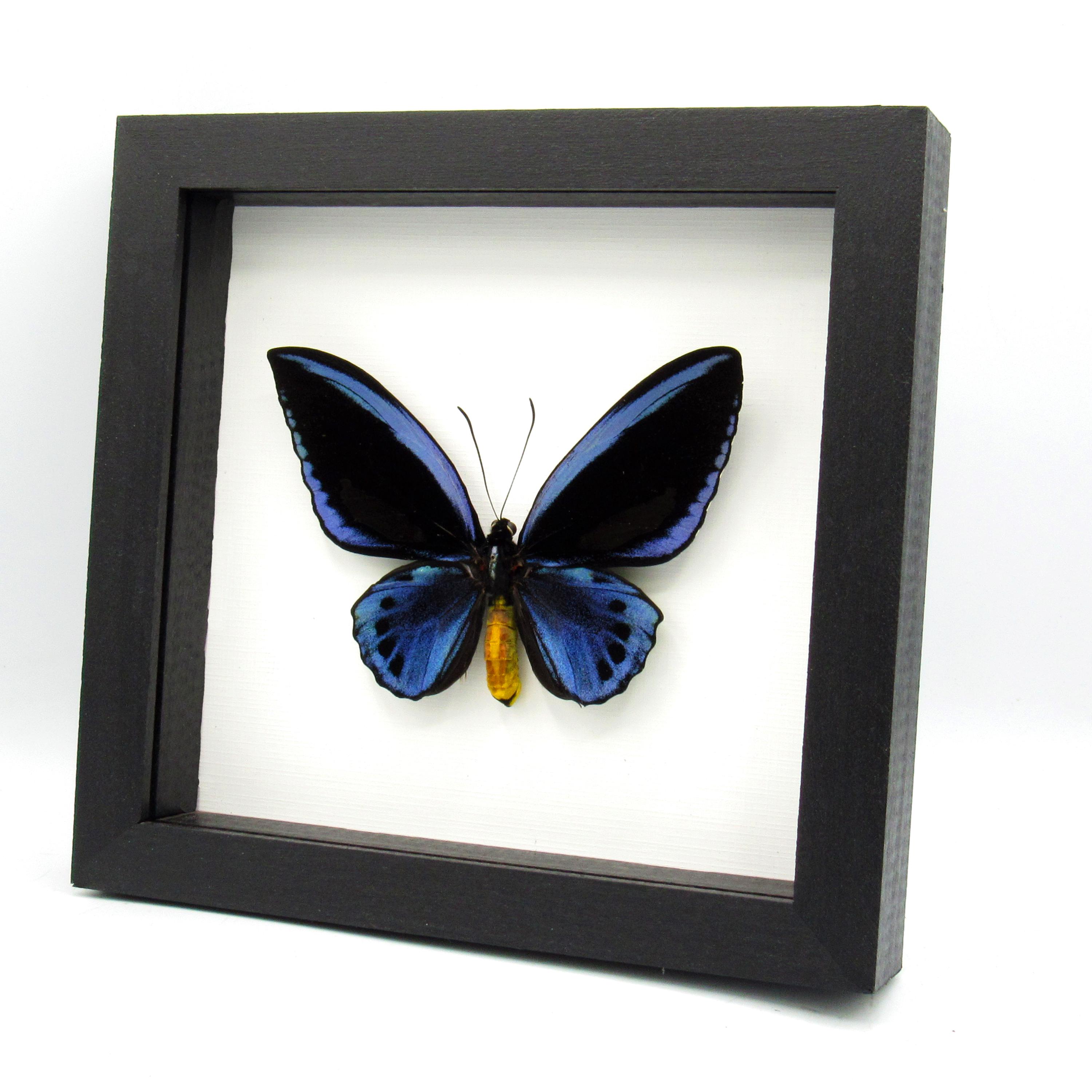 Ornithoptera priamus ♂♀ 標本 Vintage Real Green Birdwing Butterfly (Ornithoptera Priamus