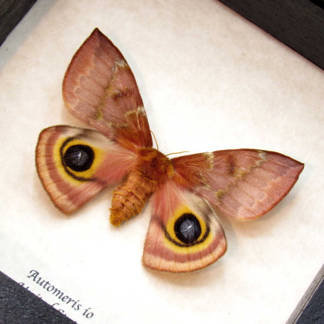 Real Io Moth Framed Taxidermy Automeris Io Female - Etsy