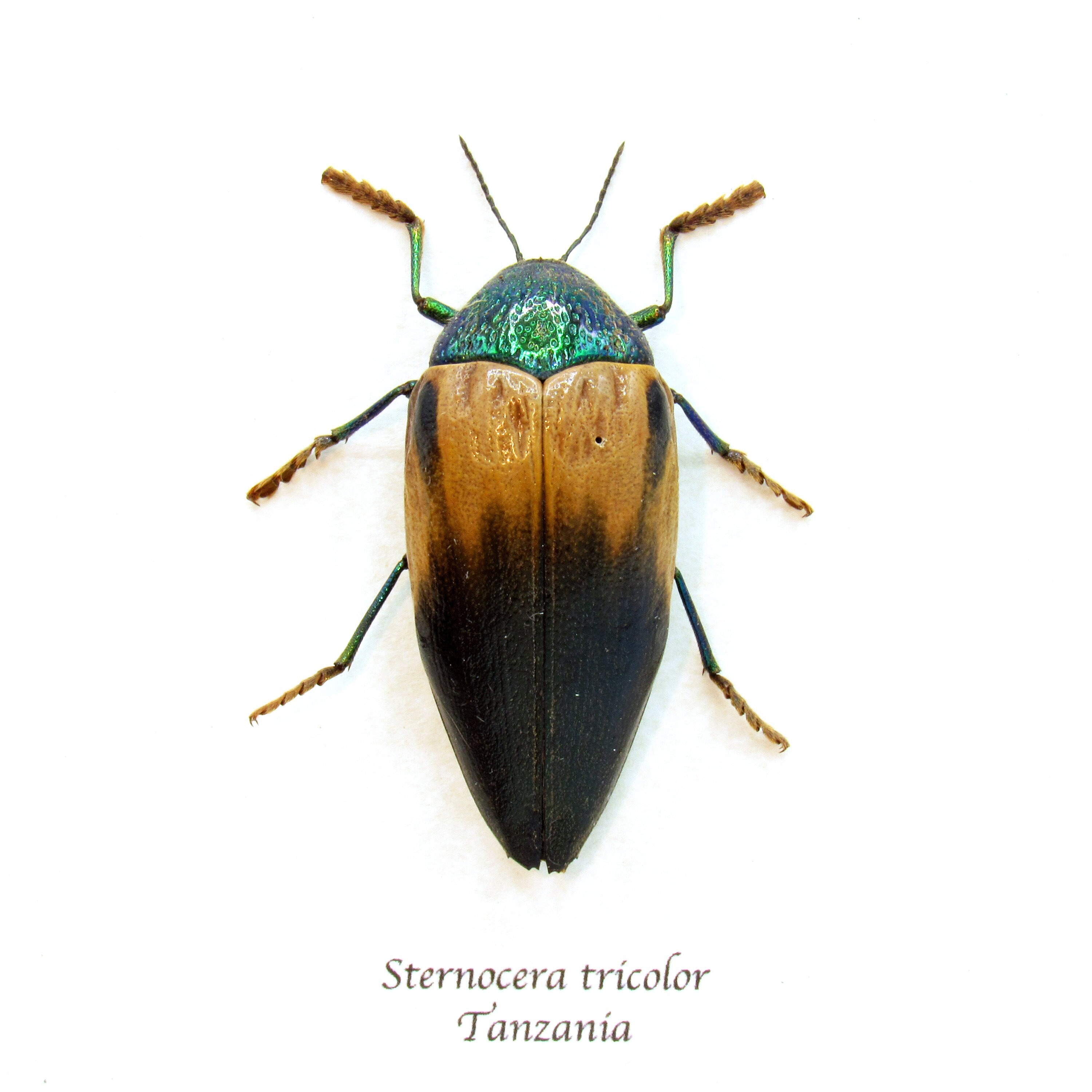 タンザニアのタマムシ　Sternocera tricolor タンザニアのタマムシ Sternocera tricolor Jewel Beetle | Sternocera