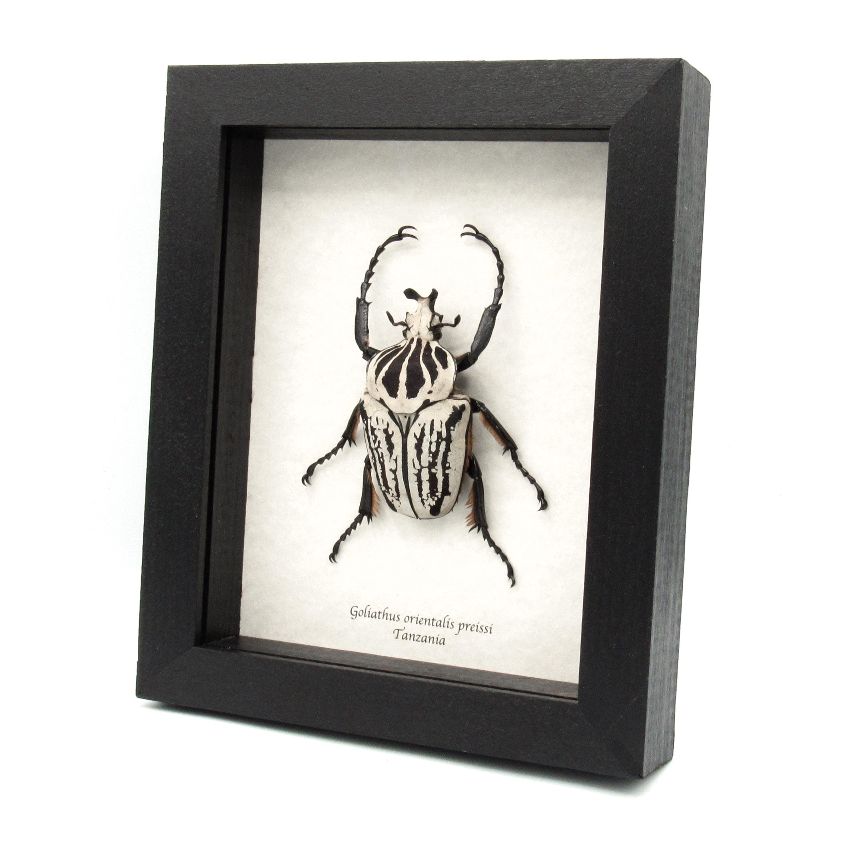 Goliathus orientalis - Etsy 日本