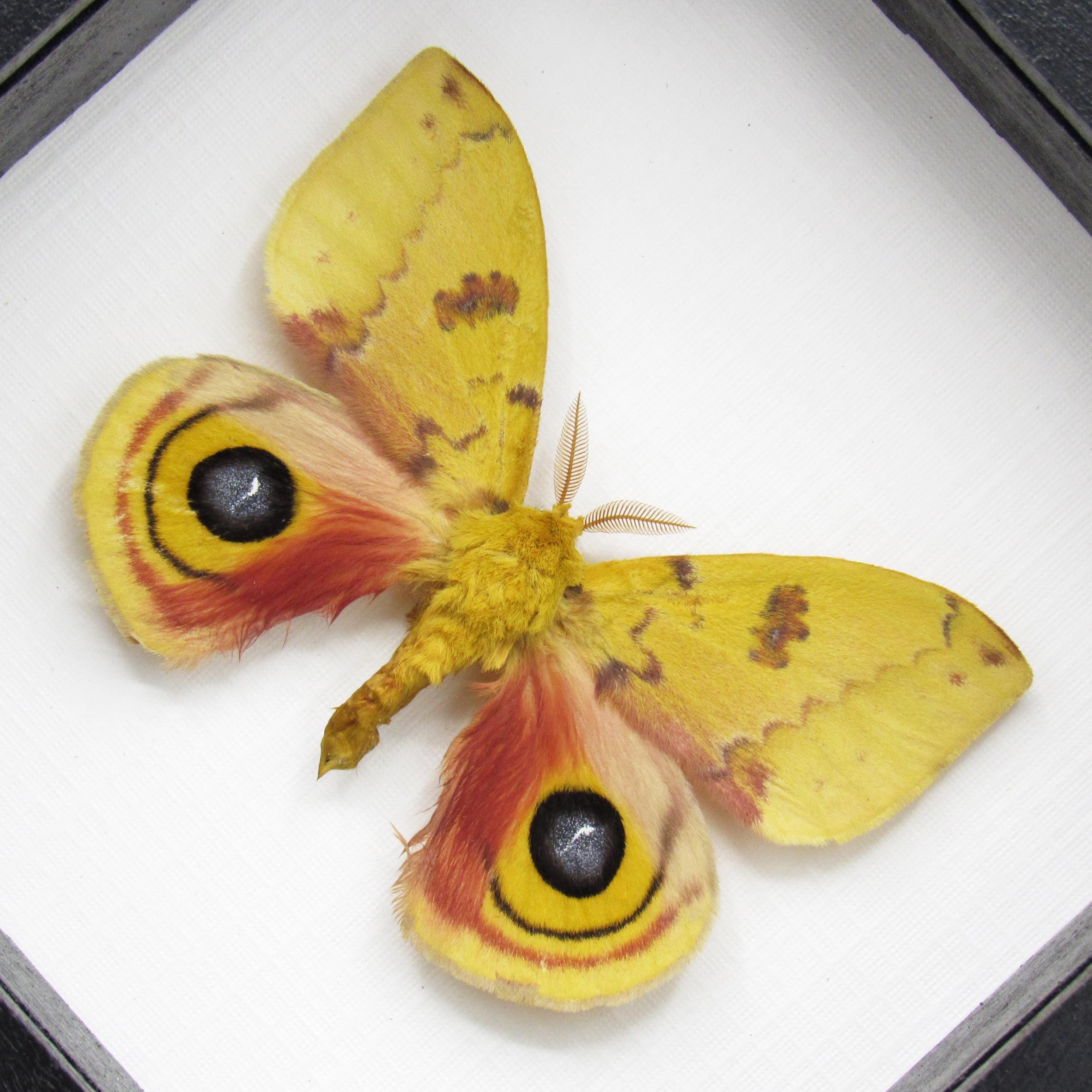 Real Yellow Io Moth Framed Taxidermy - Automeris Io - Etsy