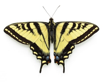 Peut inclure: Un papillon machaon aux ailes jaune vif ornées de rayures noires marquées et de bords noirs. Les ailes inférieures présentent de petites taches bleues et orange près des queues. Le corps est noir avec deux fines antennes dirigées vers le haut.