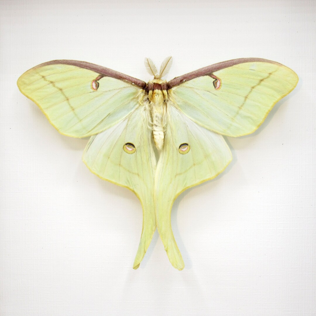 Real XL Luna Moon Moth Framed Taxidermy Actias Luna Victorian Mount - Etsy