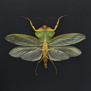 Rare Peruvian Leaf Shield Mantis Framed Taxidermy - Mantodea 