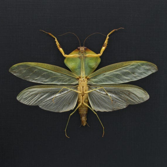 標本 Peru Mantodea sp. 44mm Rare Peruvian Leaf Shield Mantis Framed Taxidermy - Mantodea