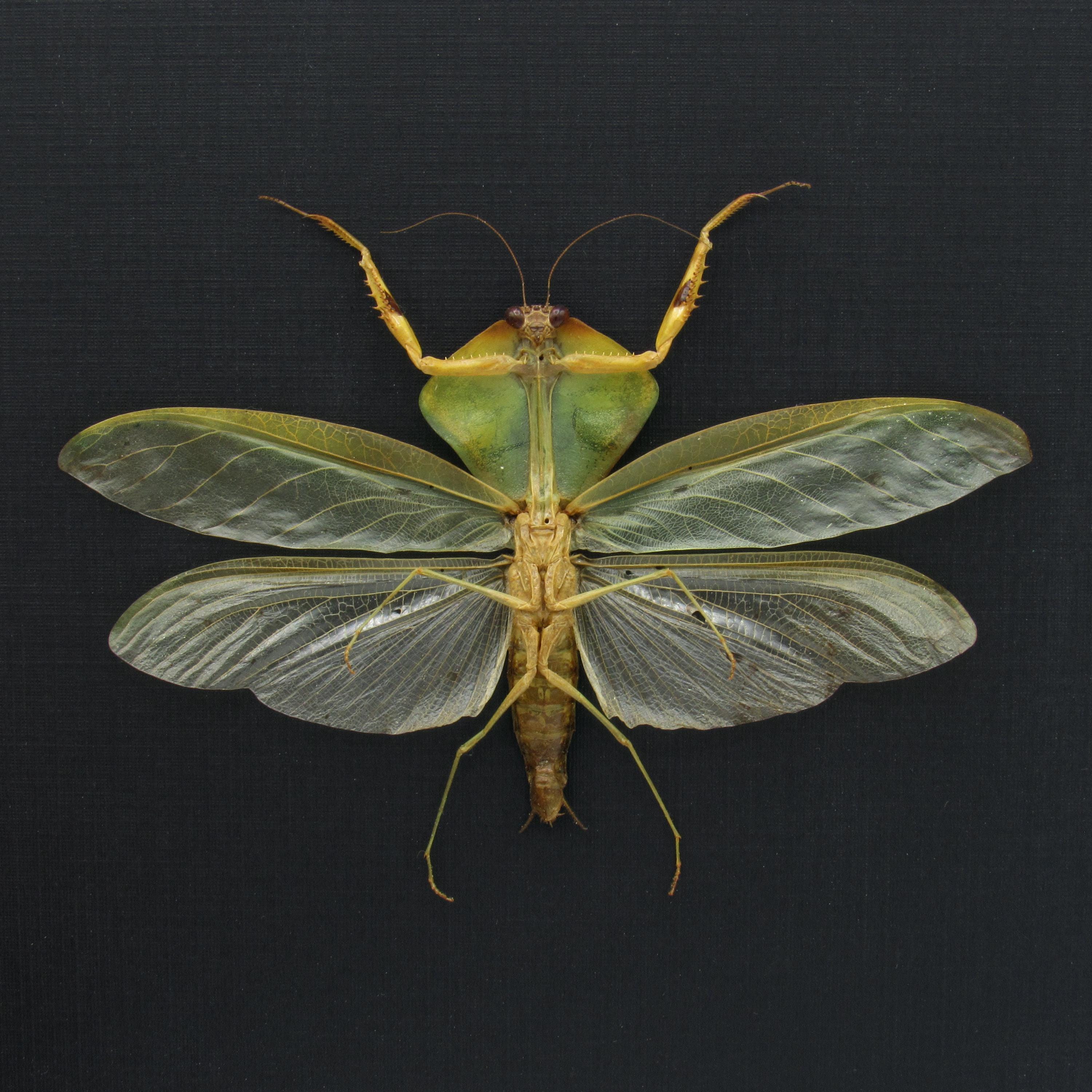 標本 Peru Mantodea sp. 44mm Peru Mantodea sp. 44mm 【公式通販】