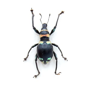 Rare weevil beetle framed specimen - Metapocyrtus species