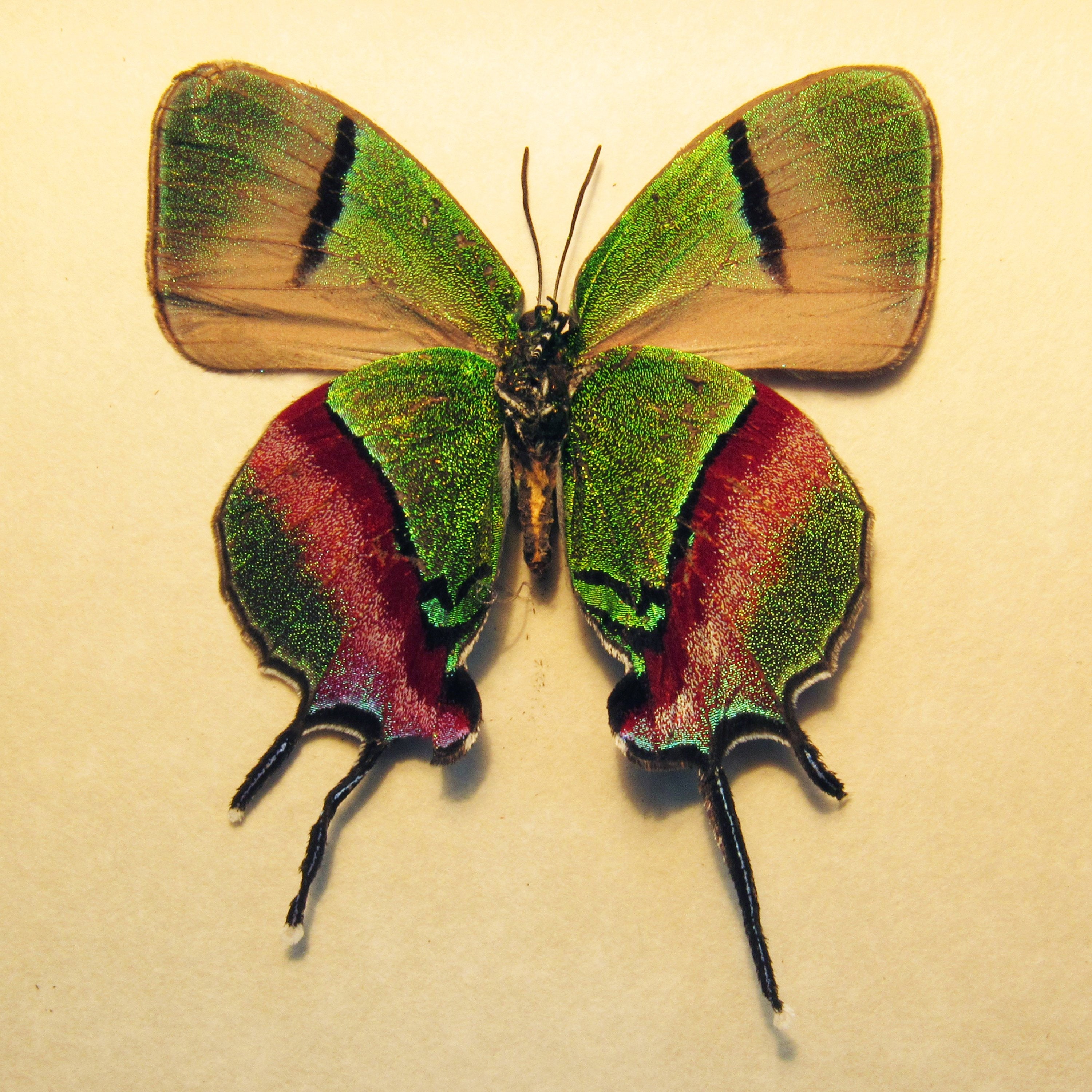 珍しい蝶の剥製 - Evenus coronata - Etsy 日本