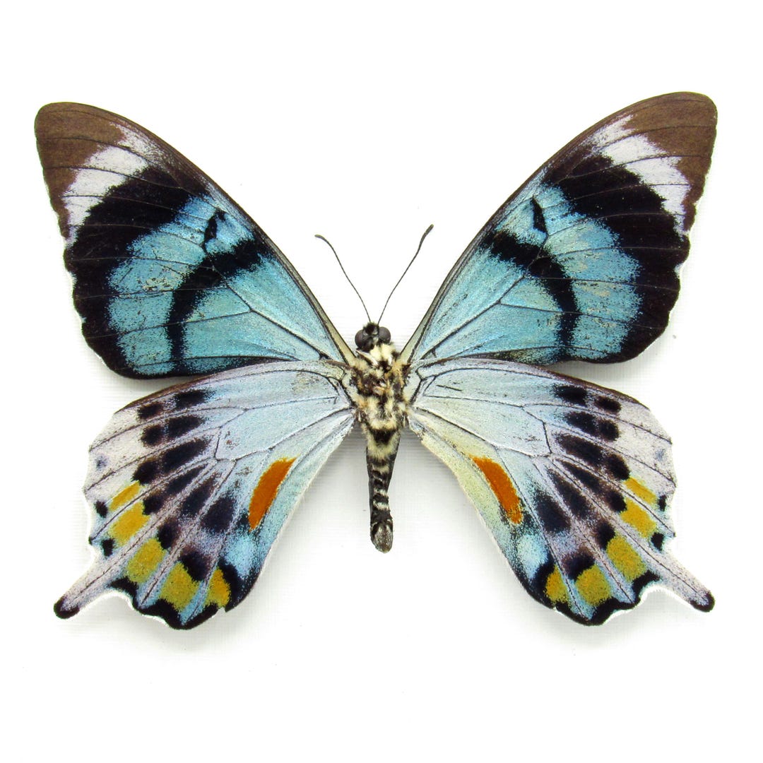 蝶々の剥製(1980年)【絶滅危惧種有り】 蝶々の剥製(1980年)【絶滅危惧種有り】 - メルカリ