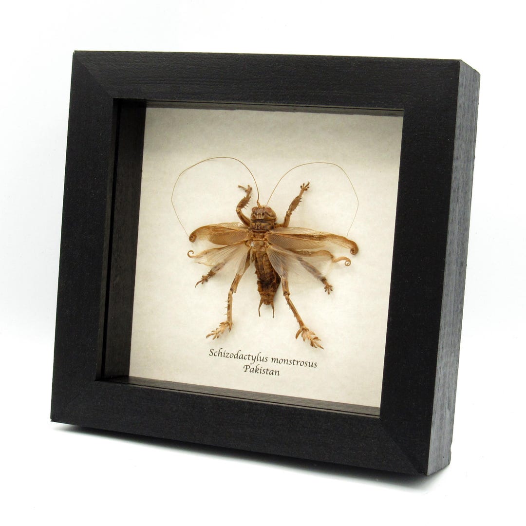 DESCENDANT cricket モッズ大きめ il_1080xN.8306055087_ij05.jpg
