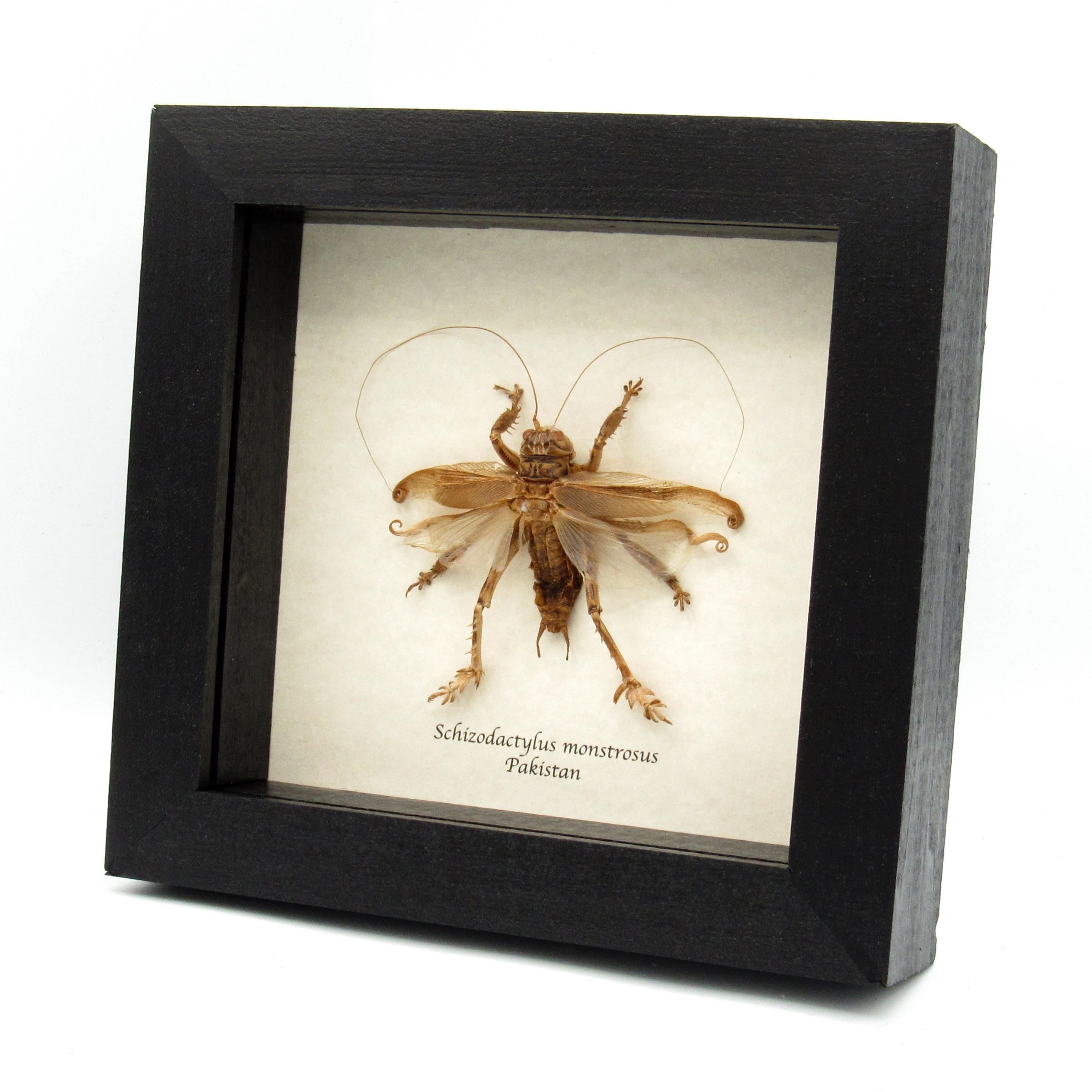 Rare Carnivorous Pakistani Desert Cricket Framed Taxidermy