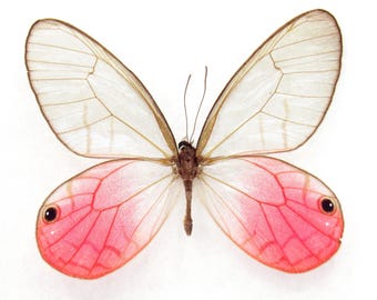 スーパーレア！！キプリスモルフォメス！ 全体表示 , 蝶の標本 販売・通販のNatureShop|モルフォや