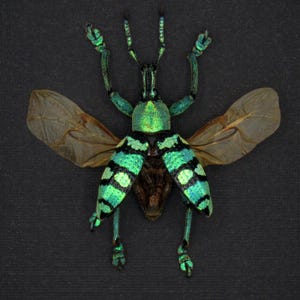 Real glitter Weevil framed taxidermy - Eupholus porioni - wings open