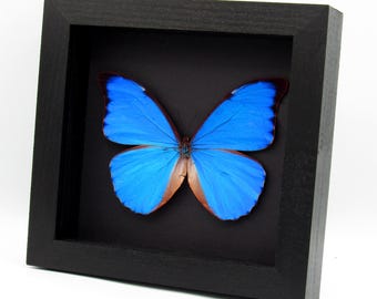 モルフォ蝶額装　45cm×38cm 珍しいモルフォ蝶のメスの額入り剥製 - Morpho cypris - Etsy 日本