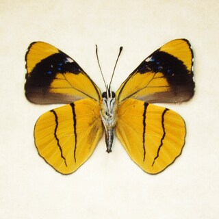 Farfalla Esotica In Cornice Da Parete – Emperor Orange Tip, Allevamento Sostenibile, 20x17x2 Cm