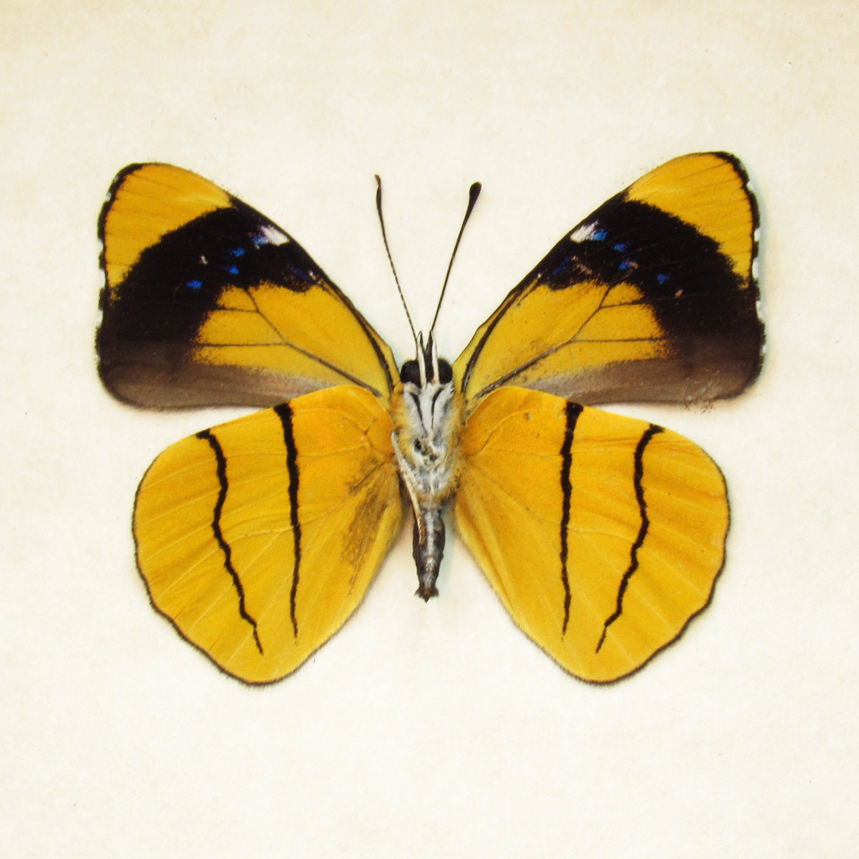 Farfalla Esotica In Cornice Da Parete – Emperor Orange Tip, Allevamento Sostenibile, 20x17x2 Cm