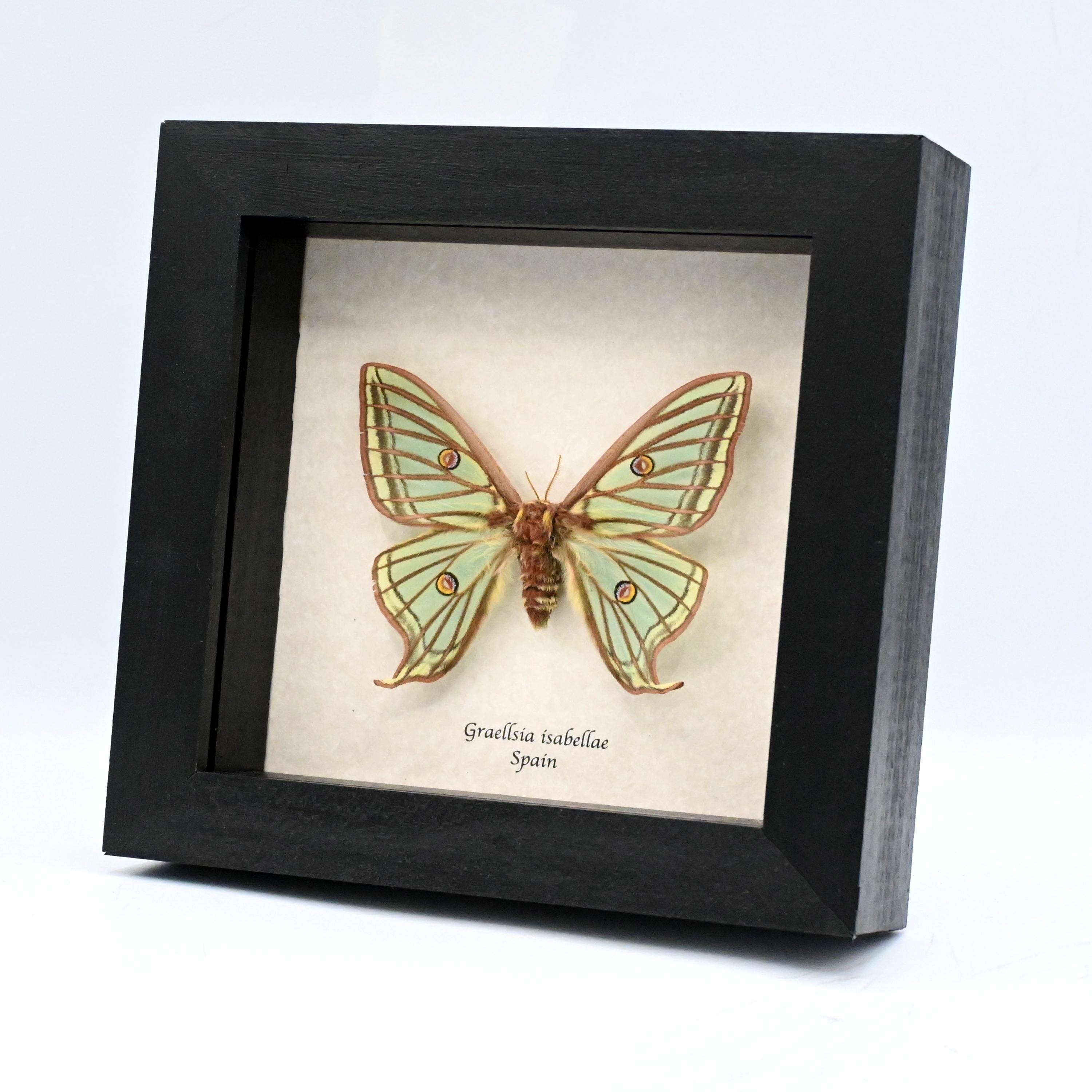Spanish Moon Moth Specimen - Etsy