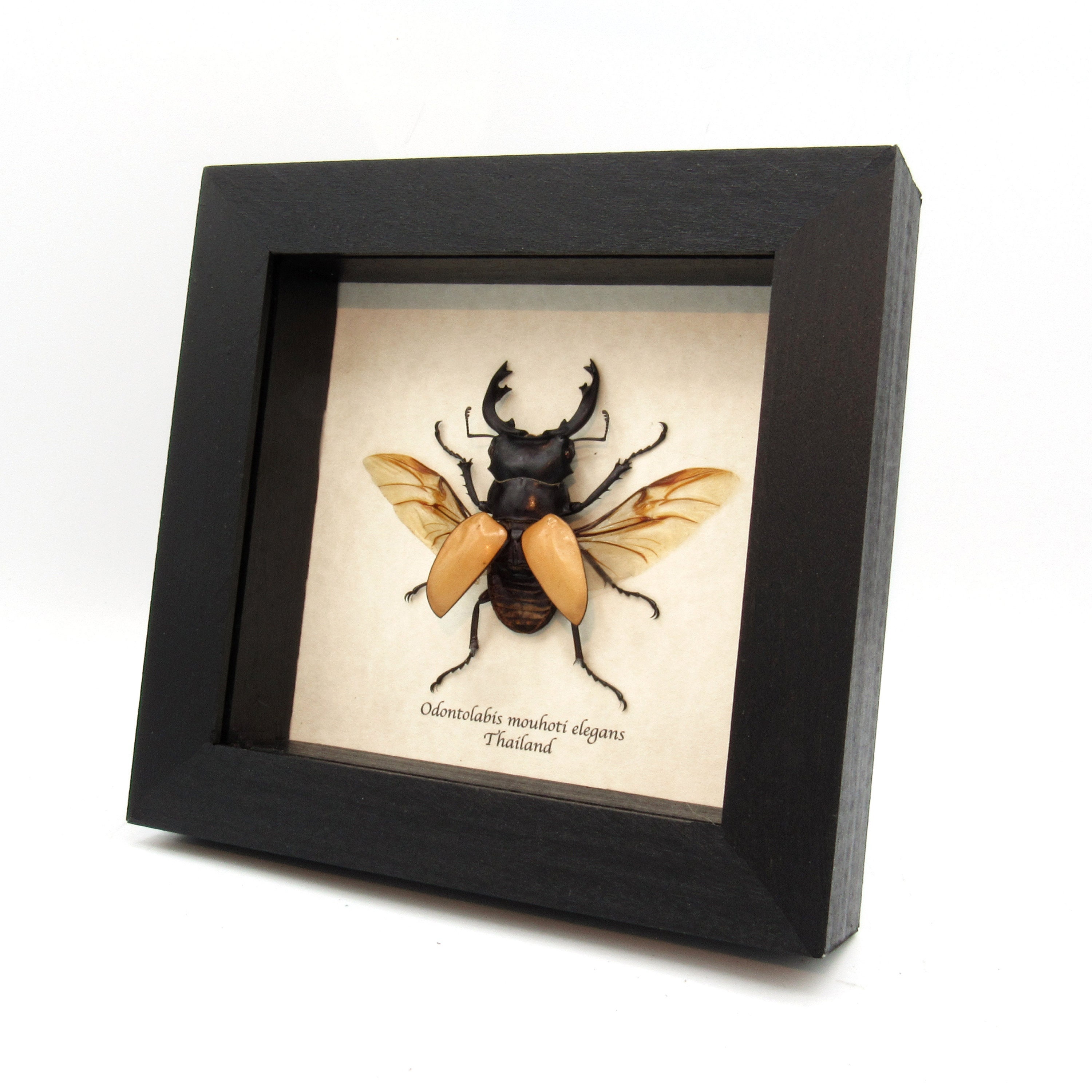 Real Stag Beetle Framed Taxidermy - Odontolabis Mouhoti Elegans - Etsy
