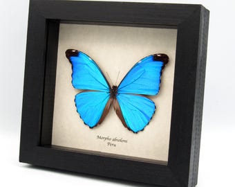 Rare Metallic Blue Morpho Framed Taxidermy - Morpho Absoloni - Etsy