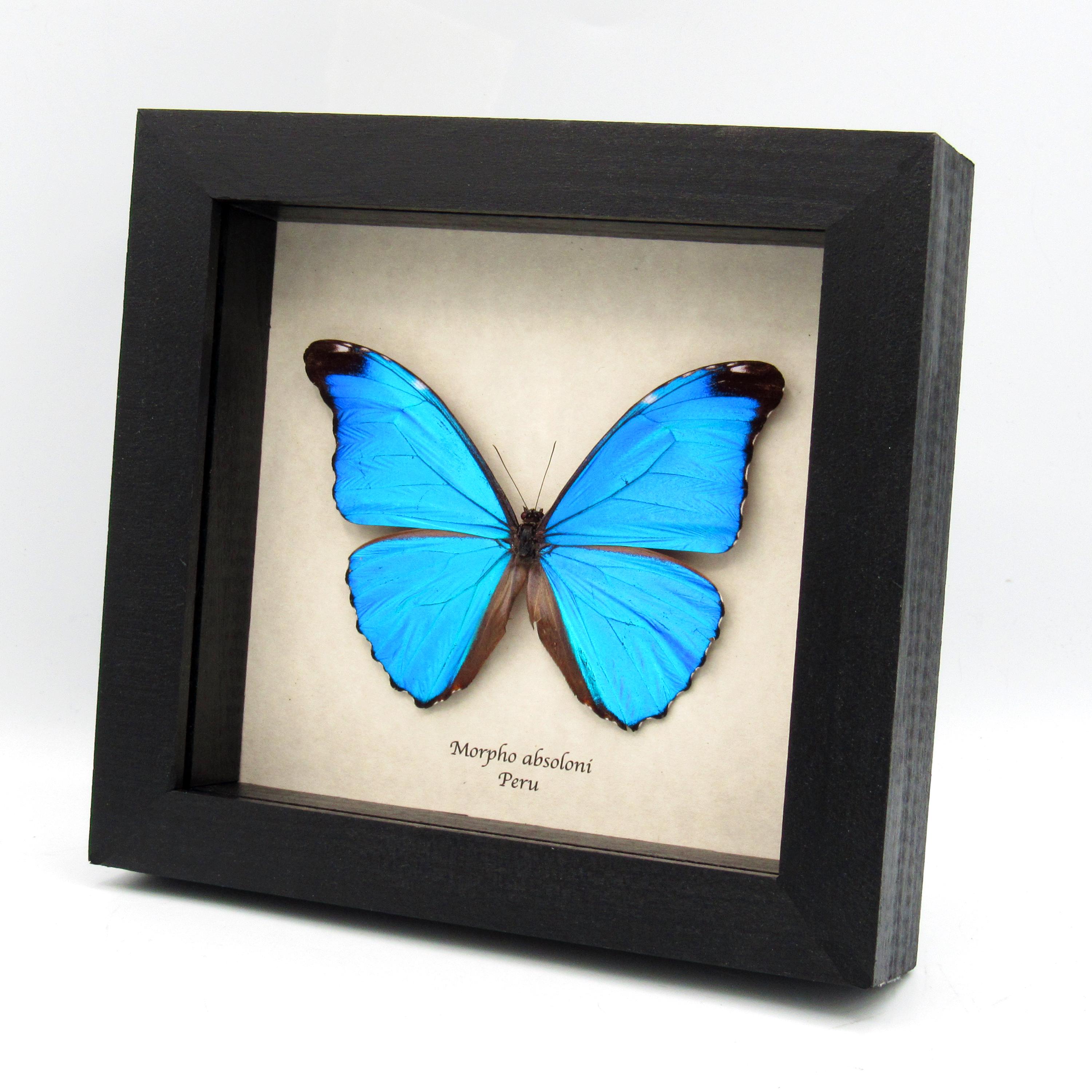 Morpho Absoloni - Etsy