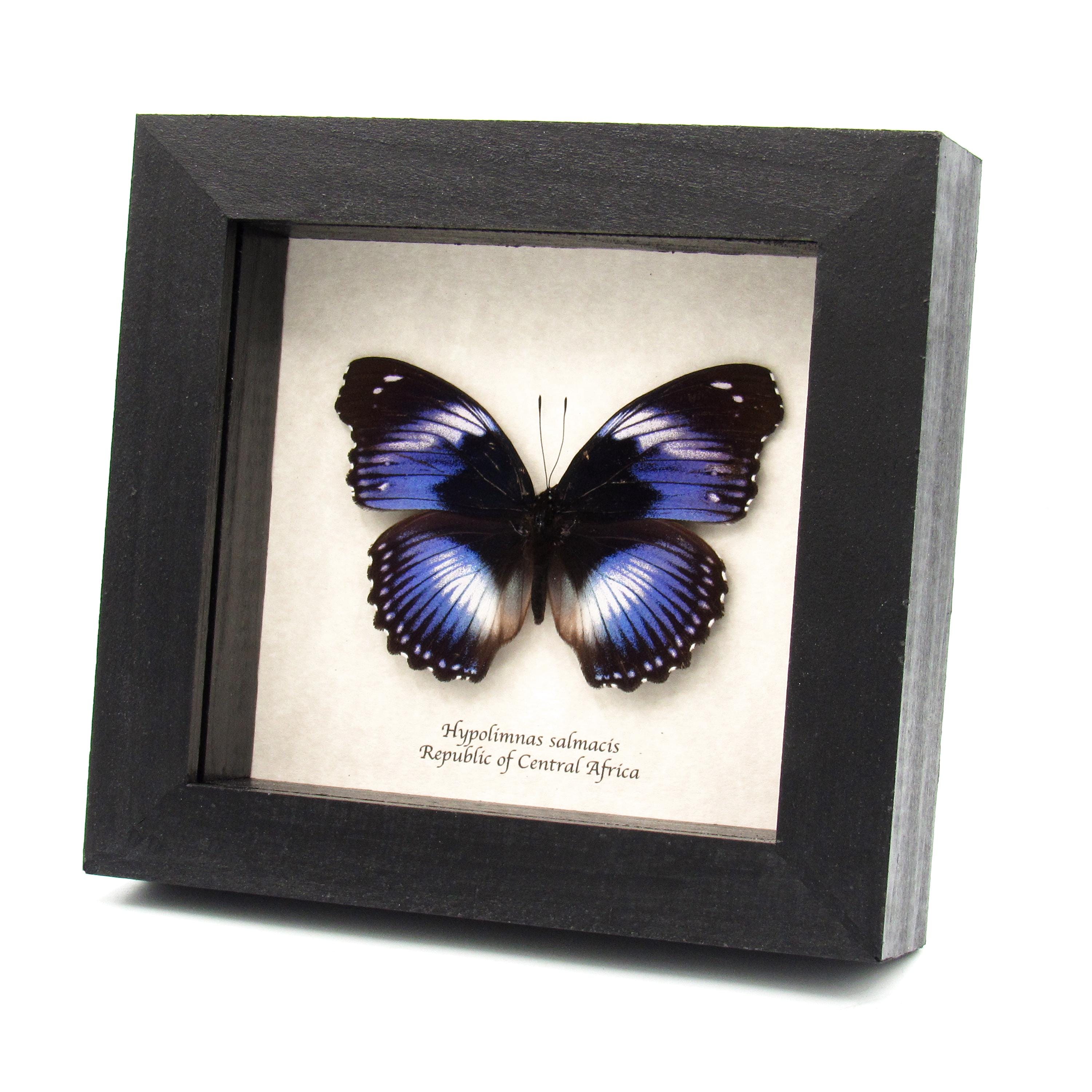 D*d様 レアデック　Butterfly Real Violet Blue Diadem Butterfly Framed Taxidermy - Hypolimnas