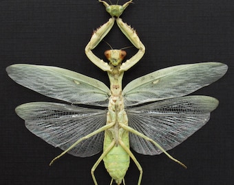 標本 Peru Mantodea sp. 44mm Rare Peruvian Leaf Shield Mantis Framed Taxidermy - Mantodea