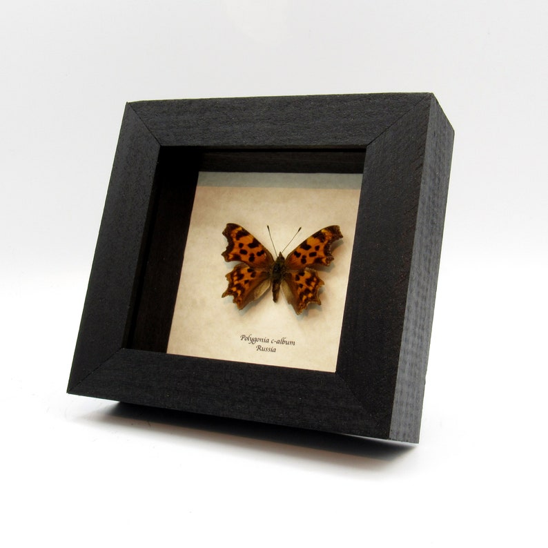 Real Comma Butterfly framed taxidermy Polygonia c-album image 2
