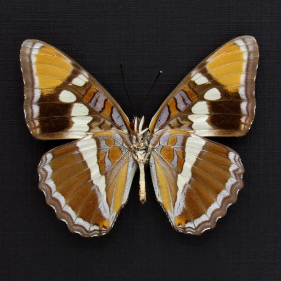 sister real insect Real Lavender California Sister Butterfly Framed Taxidermy Adelpha  Californica - Etsy