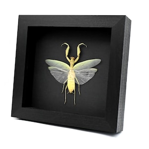 Puede incluir: Una mantis religiosa de color amarillo pálido preservada, con las alas translúcidas extendidas, está montada dentro de un marco de madera negro profundo y cuadrado. El insecto está centrado sobre el fondo negro de la vitrina.