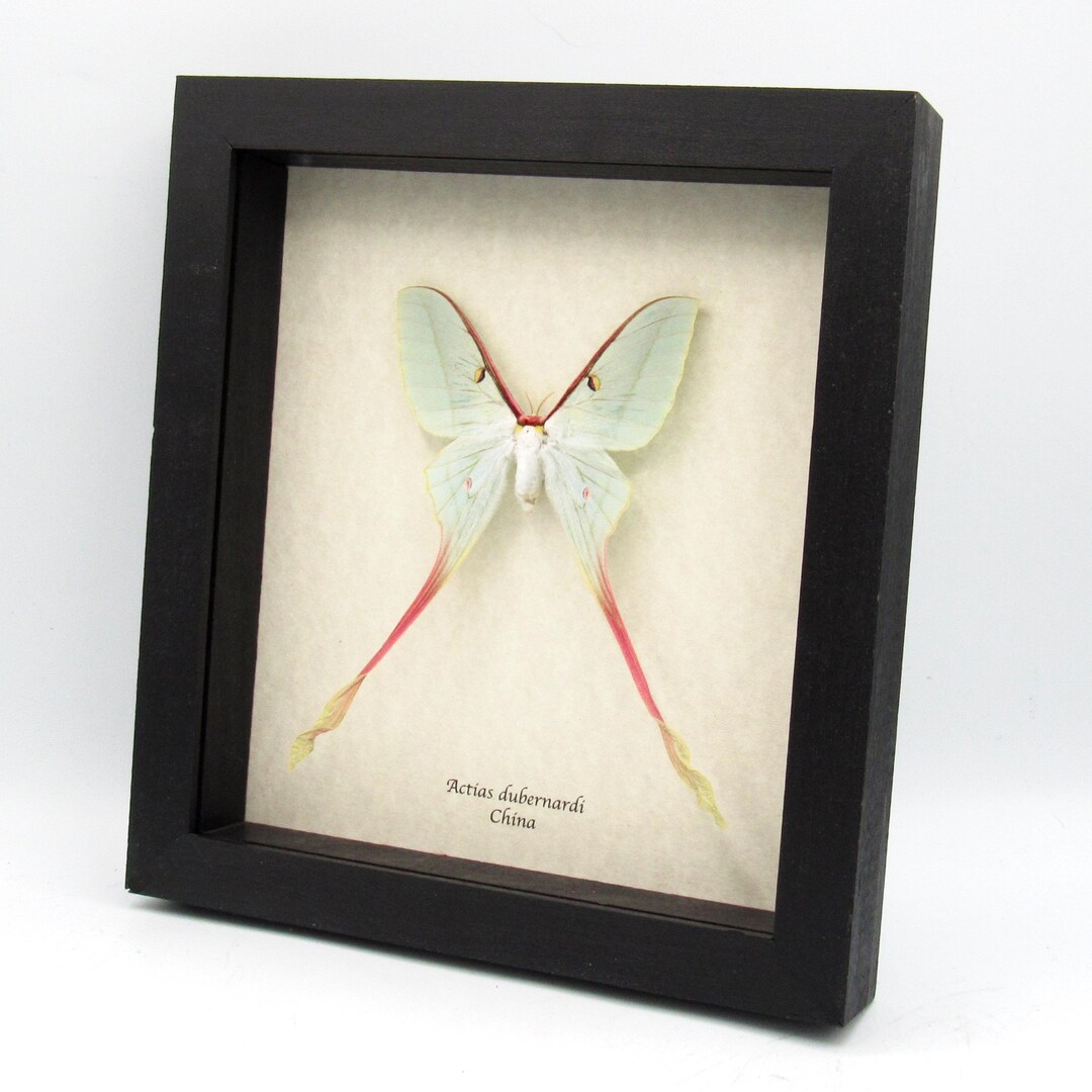 Rare XL Chinese Moon Moth Framed - Actias Dubernardi - Female - 2 - Etsy