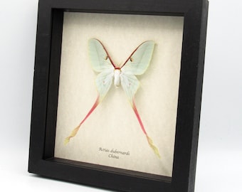 Polilla lunar china XL rara enmarcada - Actias dubernardi - hembra - 2