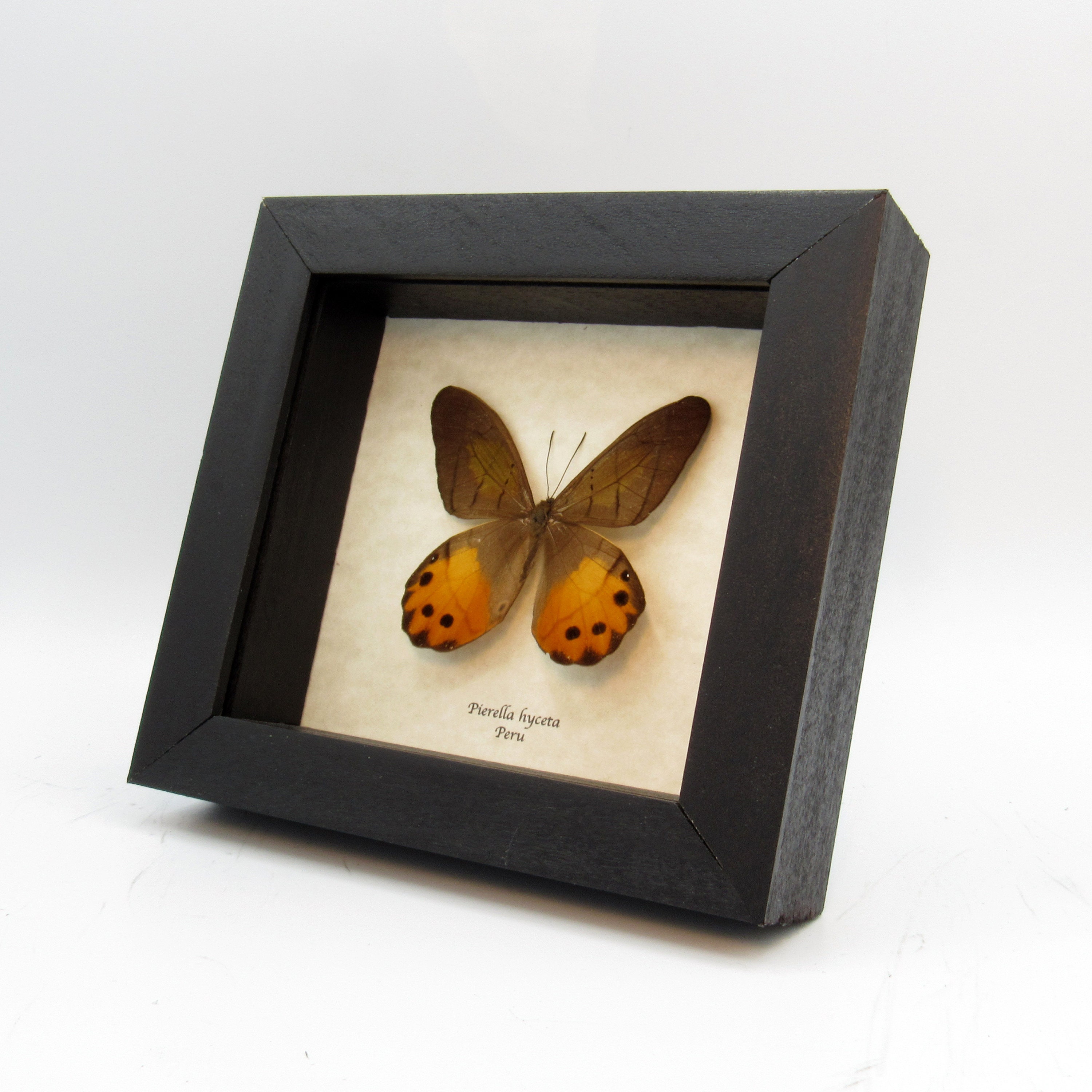 本物の黄色い蝶の剥製 - Pierella hyceta - Etsy 日本