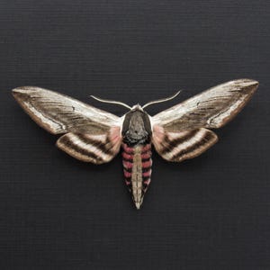 Taxidermia enmarcada de polilla halcón de aligustre rosa real - Sphinx ligustri