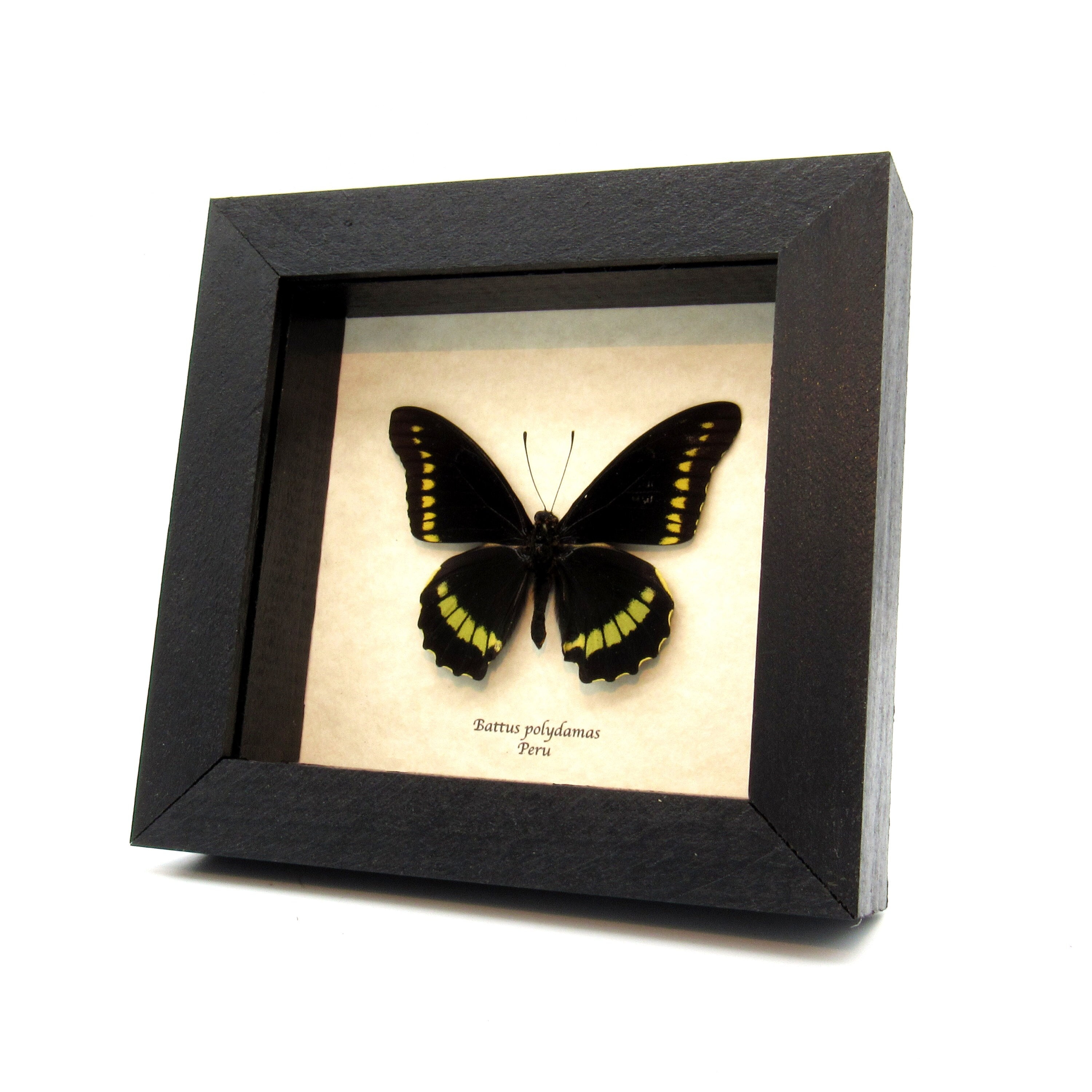 Real Gold Rim Swallowtail framed taxidermy - Battus polydamas