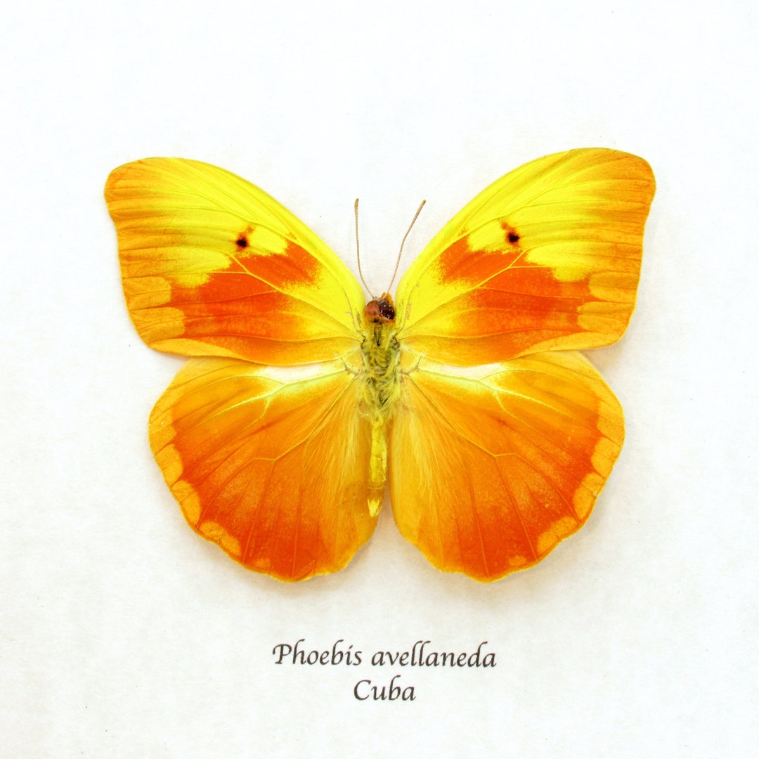 BUTTERFLY - 朱世赫FL Paxton_Gate_framed_butterfly_p