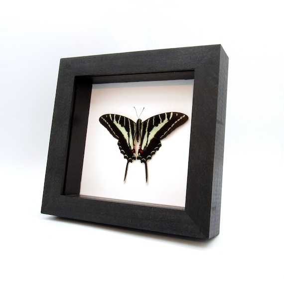 Real Dark Zebra Swallowtail Butterfly Framed Taxidermy - Eurytides