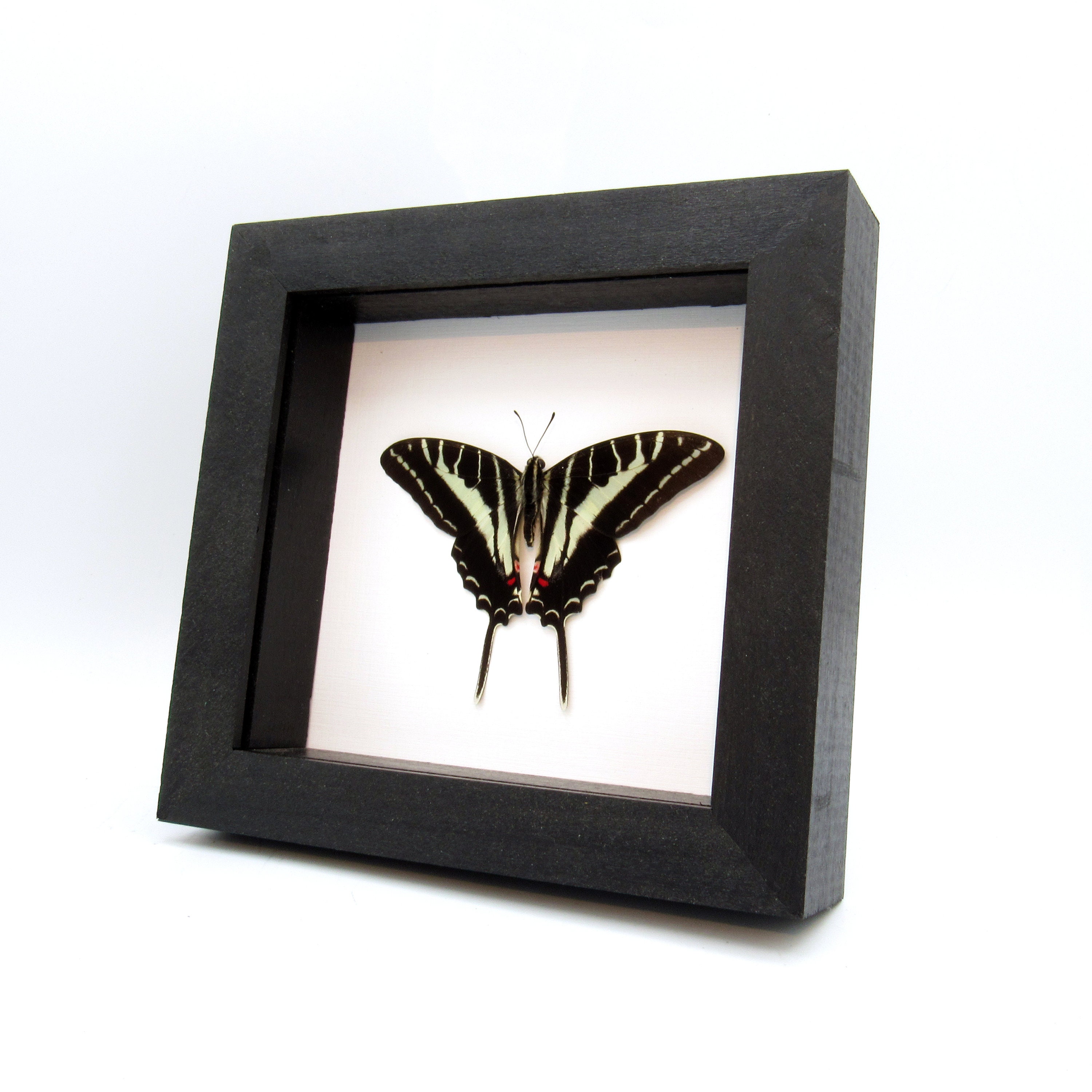 Real Dark Zebra Swallowtail Butterfly Framed Taxidermy - Eurytides