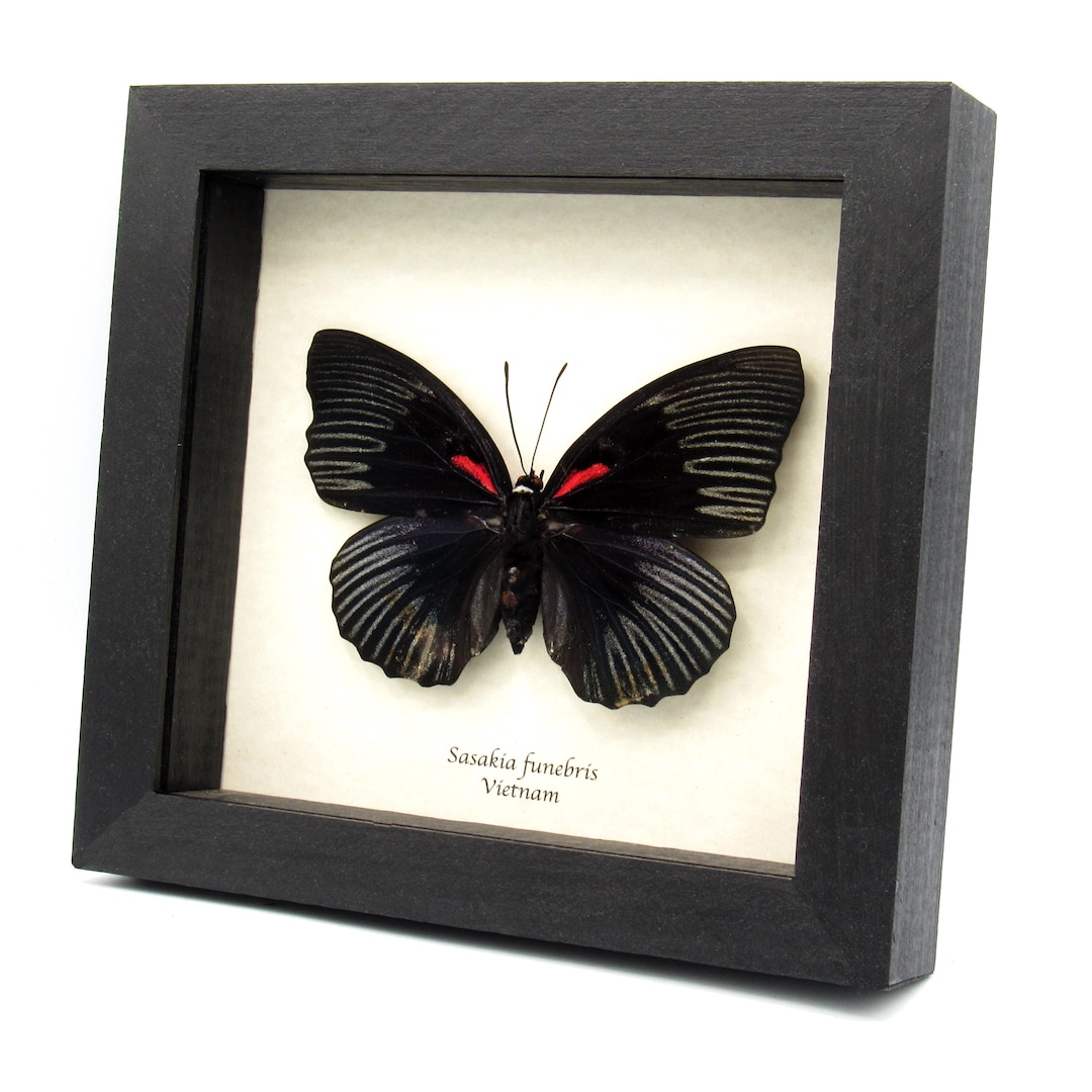 Sugri Butterfly Babushka バブーシュカ black il_1080xN.6431190177_leiw.jpg