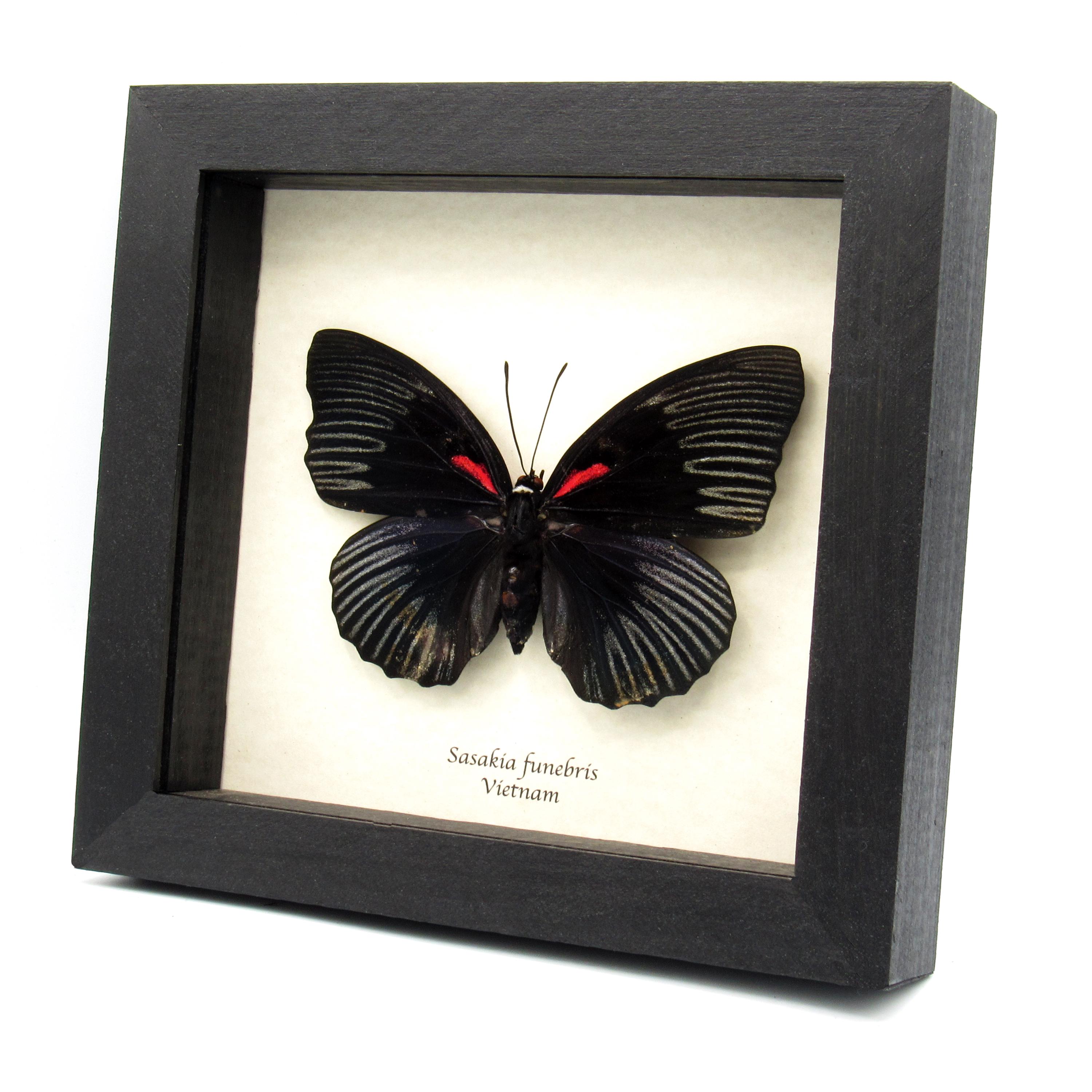 【期間限定！最安値挑戦】 Rare Large Sasakia - Specimen Framed Butterfly Empress Black 額縁