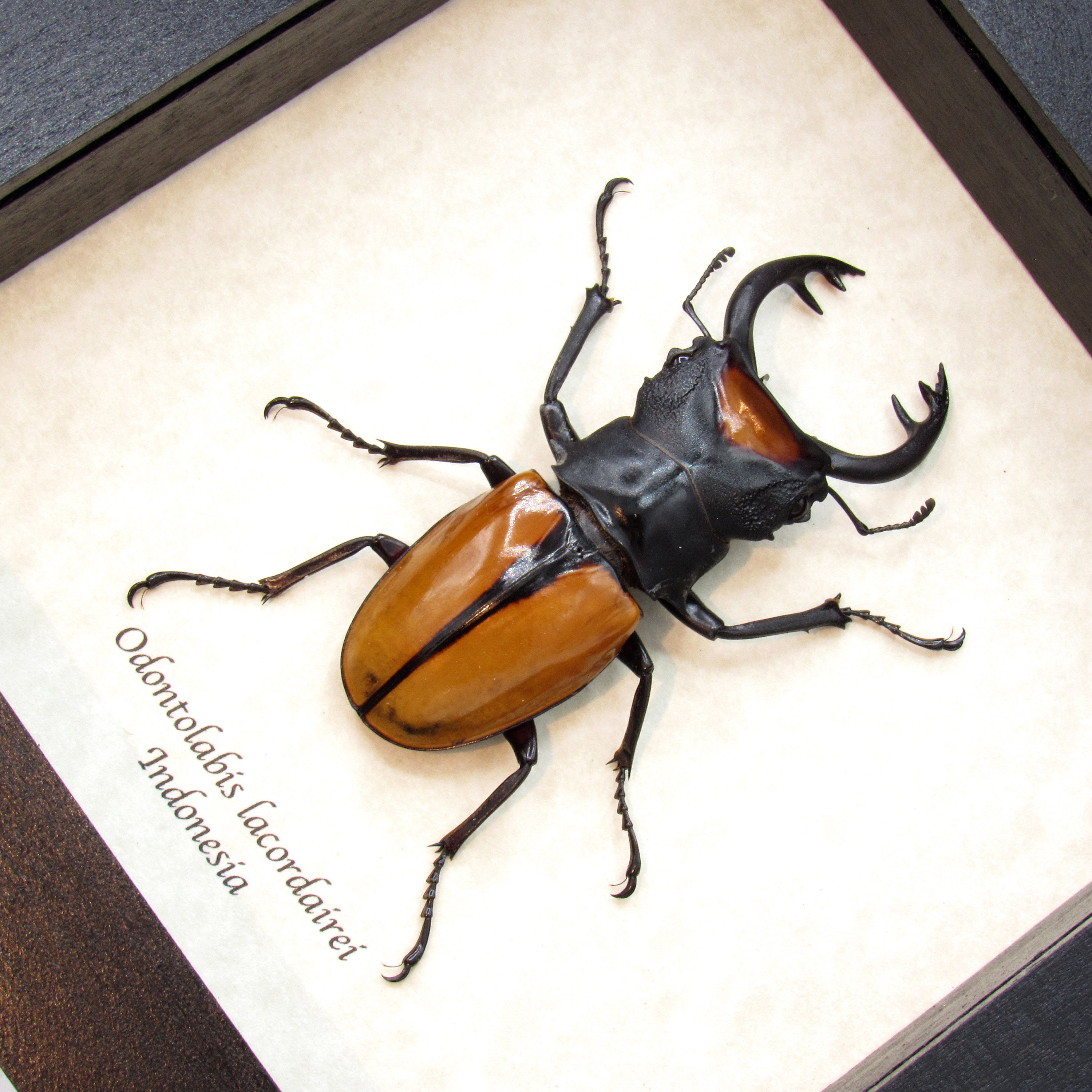 Real Stag Beetle Framed Taxidermy - Odontolabis Lacordairei - Etsy