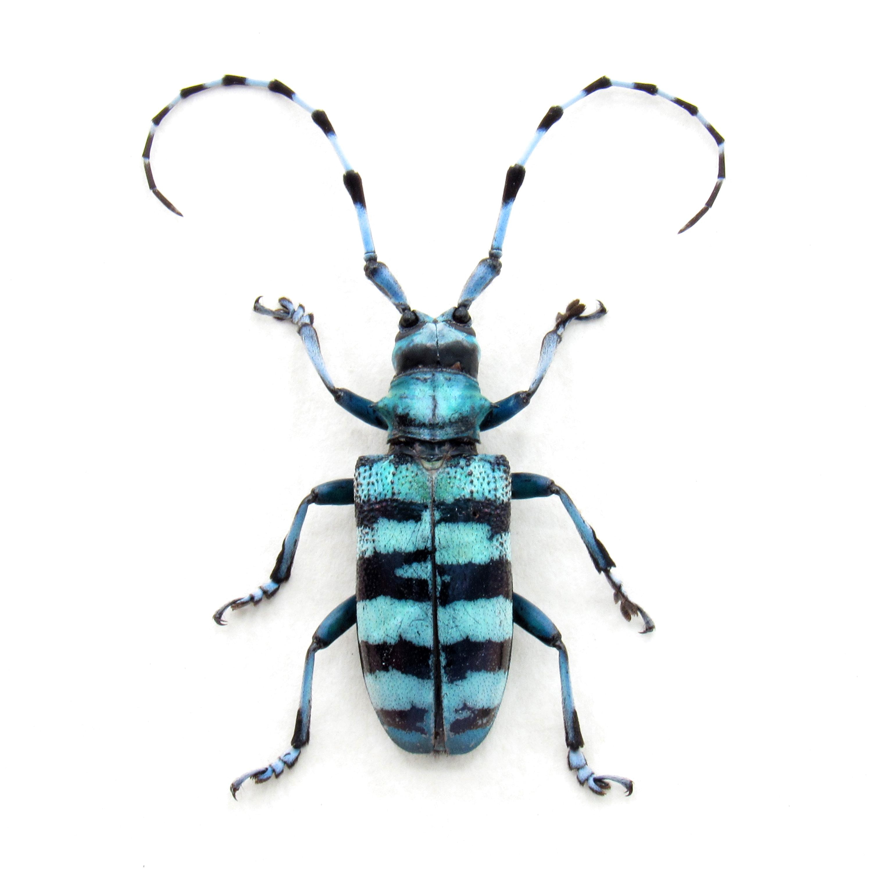 DeliciousTaylormade BeeAroundLil’BEEtle Real Blue Longhorn Beetle Framed Taxidermy - Anoplophora