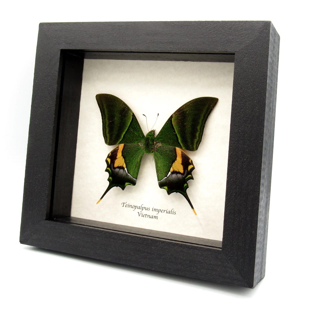 Antique Print-LXXXVII-SWALLOWTAIL BUTTERFLY-Houttuyn