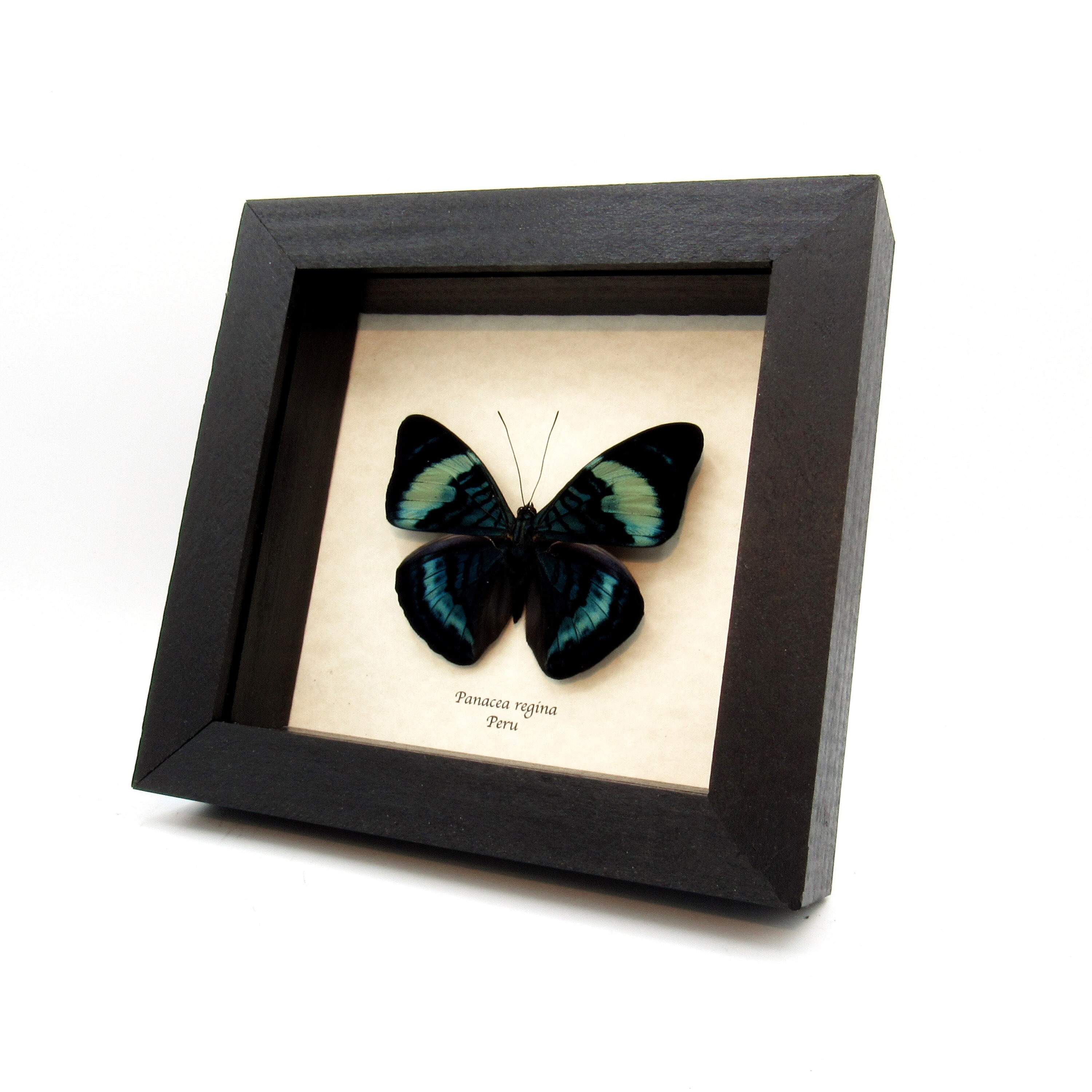 Large Blue Queen Flasher Butterfly Framed Taxidermy - Panacea
