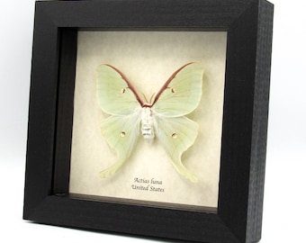 珍しい大型のスペイン産月蛾の剥製 - Graellsia isabellae - Etsy 日本