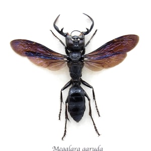 Megalara Garuda - Etsy