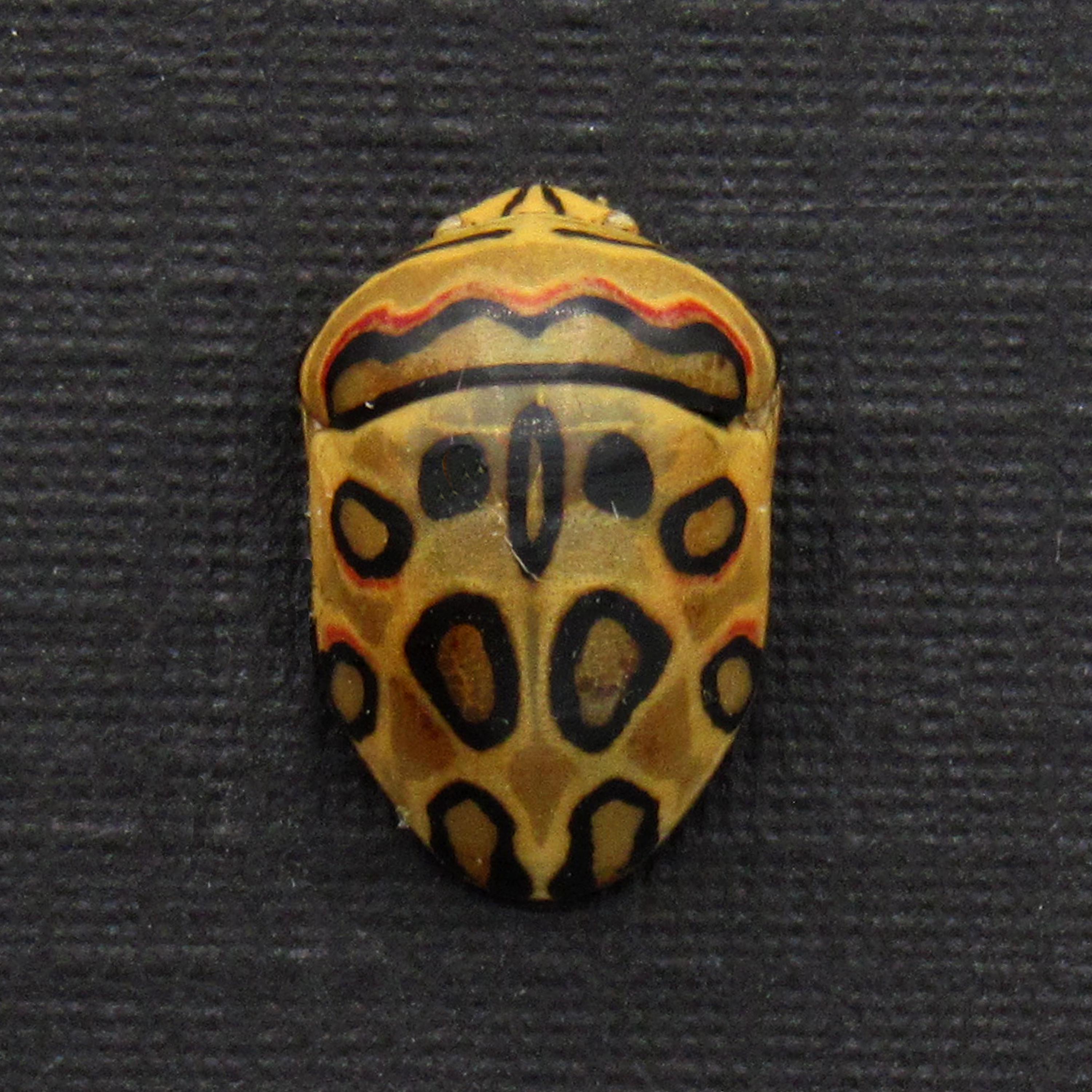 ピカソ　リトグラフ　カマキリ Rare Tiny Picasso Bug Framed Taxidermy - Sphaerocoris Annulus - Etsy