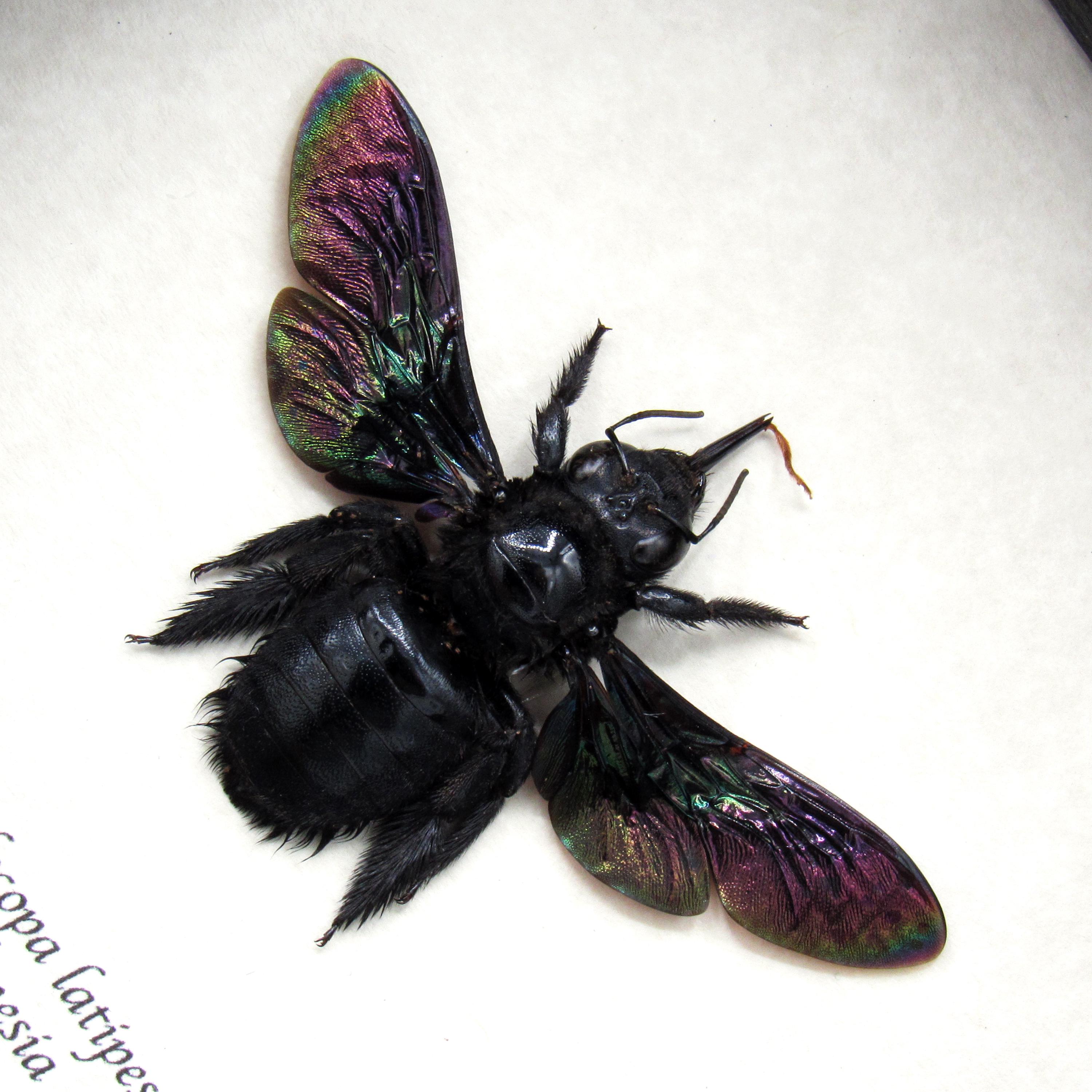 本物の巨大クマバチ（Xylocopa latipes）の剥製（メス） - フレーム