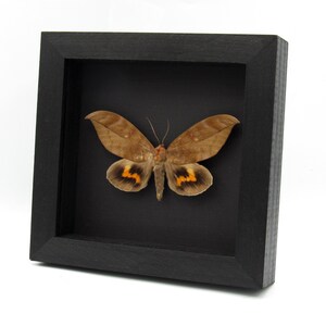 Large real fruit sucking moth framed taxidermy - Phyllodes eyndhovii