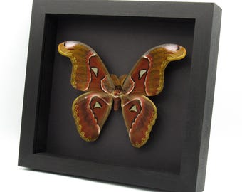 Real Giant Atlas moth framed specimen- Attacus atlas