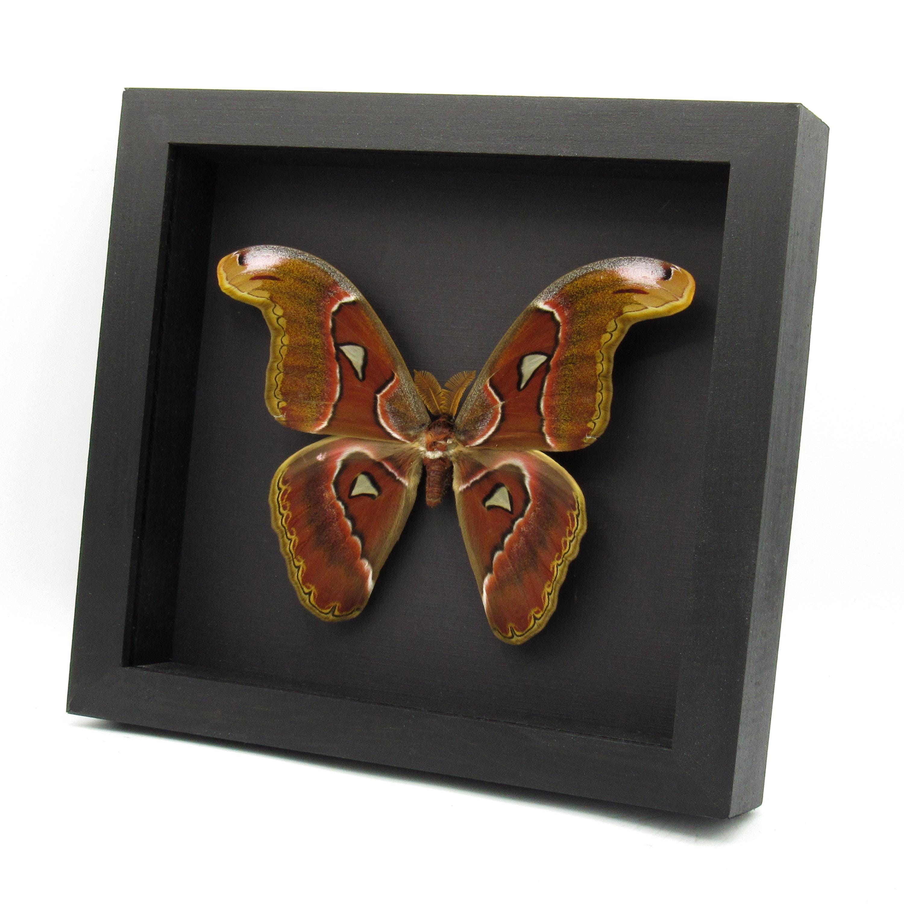 本物のオオアトラスガの額装標本 - Attacus atlas - Etsy 日本